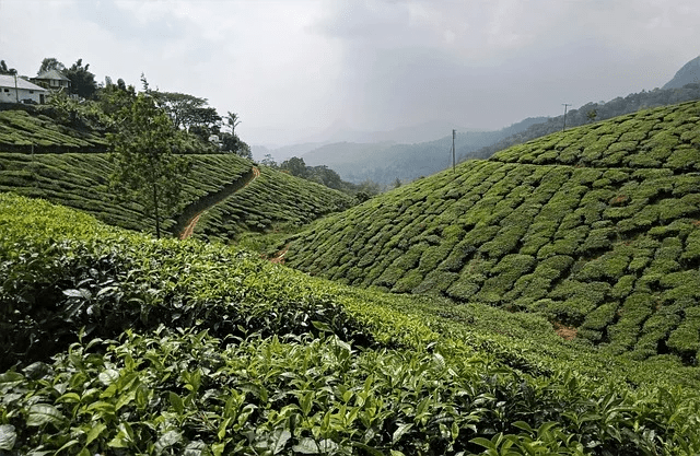 best places to visit in south india - munnar