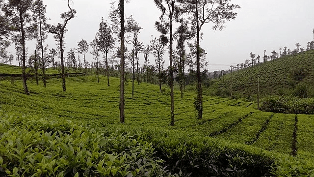 exotic places in south india - Coorg